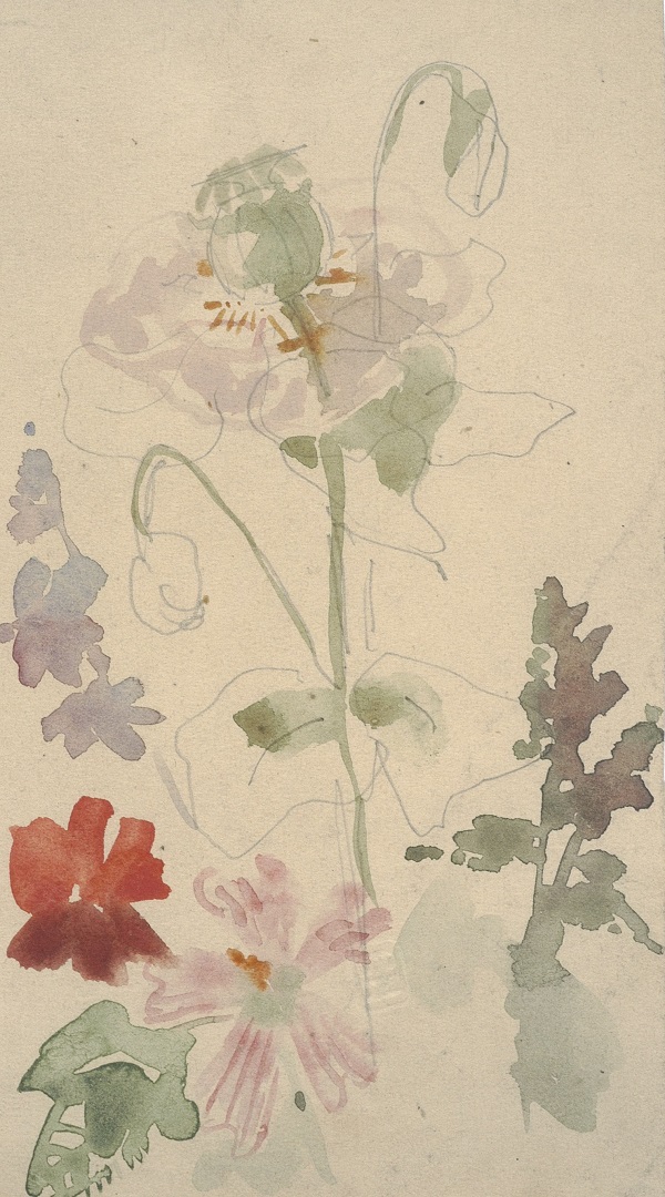 Rysunek częsciowo narysowany ołówkiem i częściowo namalowany farbami akwarelowymi, przedstawiający kwiaty - m.in. łodygę maku z owocem.