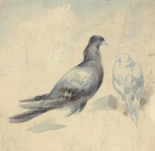 Rysunek przedstawiający dwa gołębie siedzące na jakimś podłożu. W centralnym miescu szary gołąb (widoczny prawy bok) a po prowej stronie niemal biały, (widziany od tyłu).