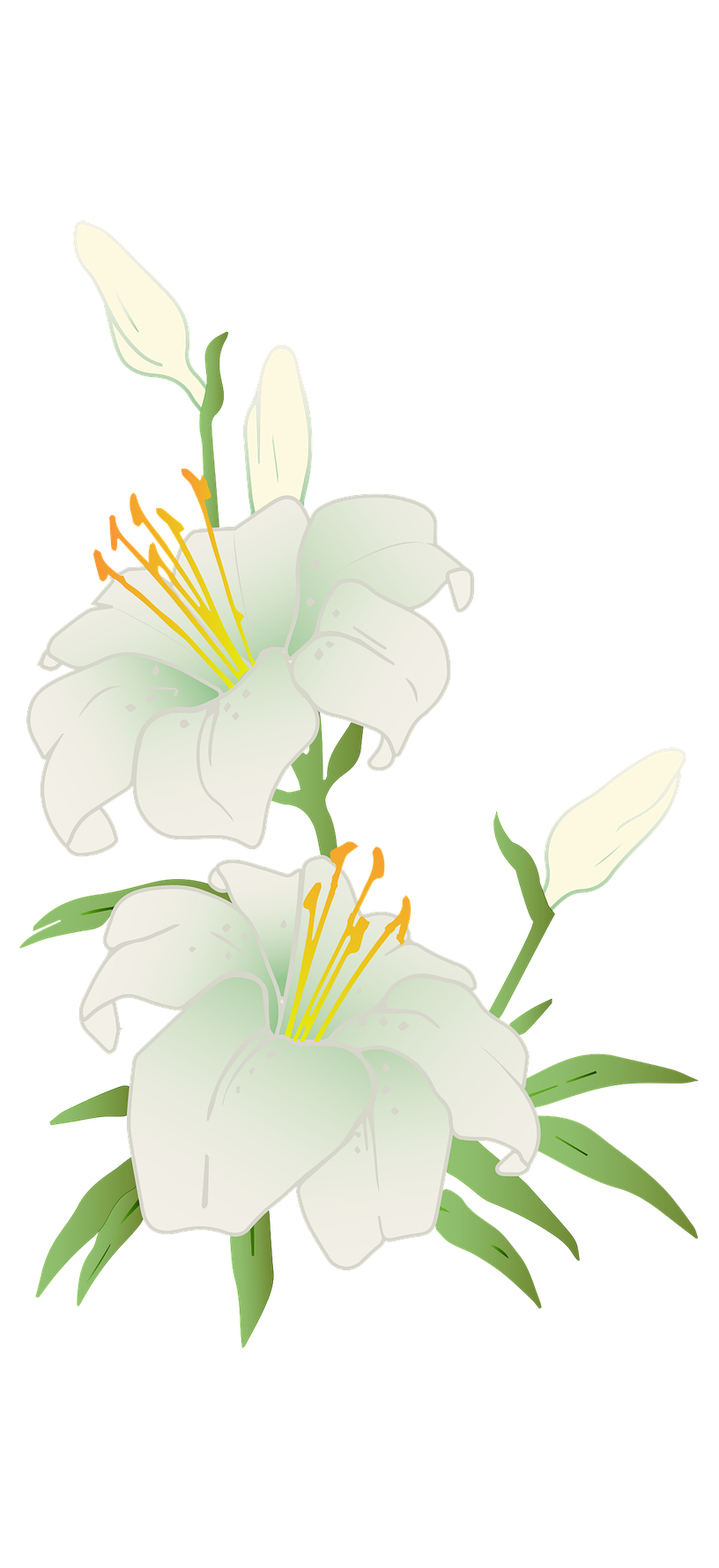 Biało-zielone lilie