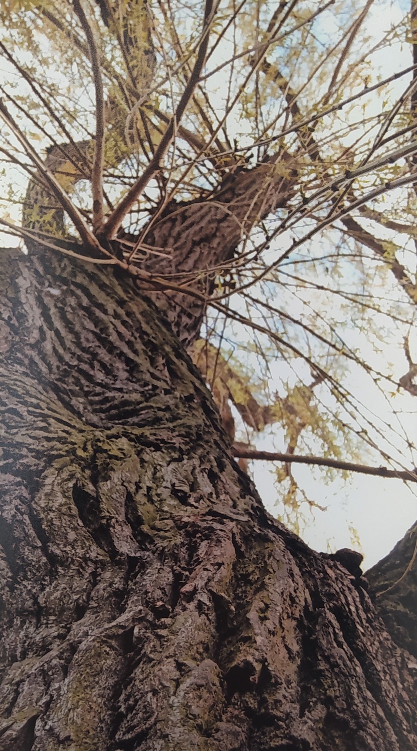 Klorowye zdjęcie przedstawiające widziane od dołu drzewo na tle nieba.