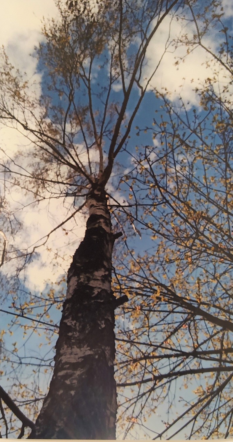 Klorowye zdjęcie przedstawiające widziane od dołu drzewo na tle nieba.