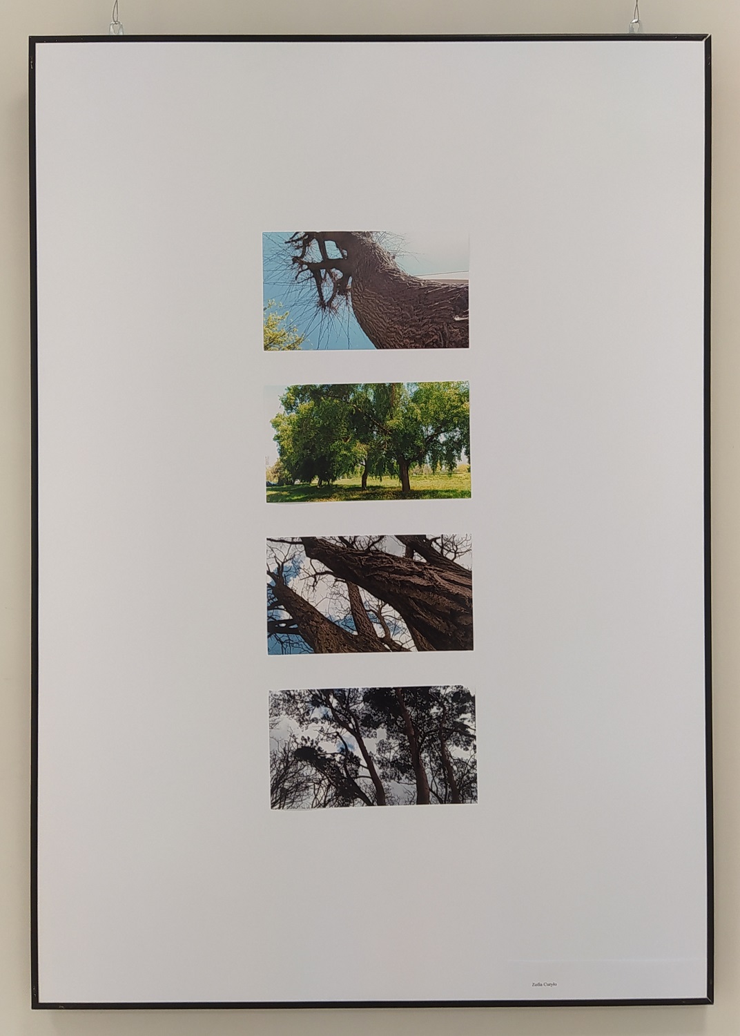 Duża czarna rama wisząca na ścianie. Na białym tle cztery kolorowe zdjęcia przedstawiające drzewa.